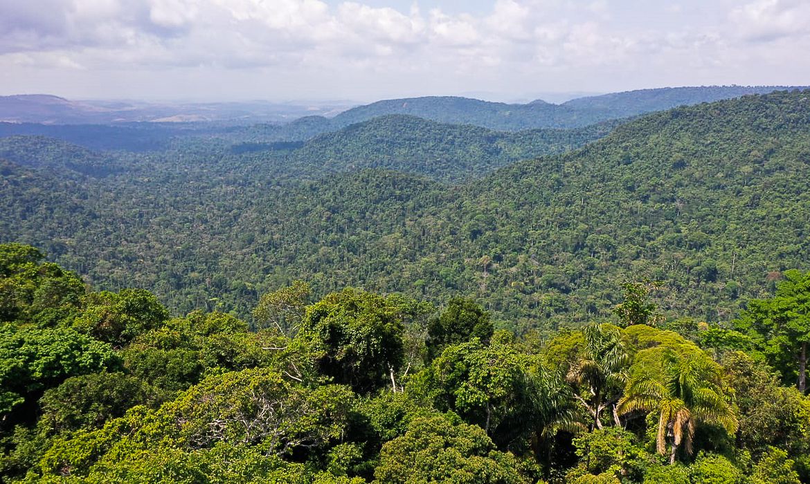 amazonia, flores,